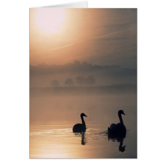 Cartão 2 Swans