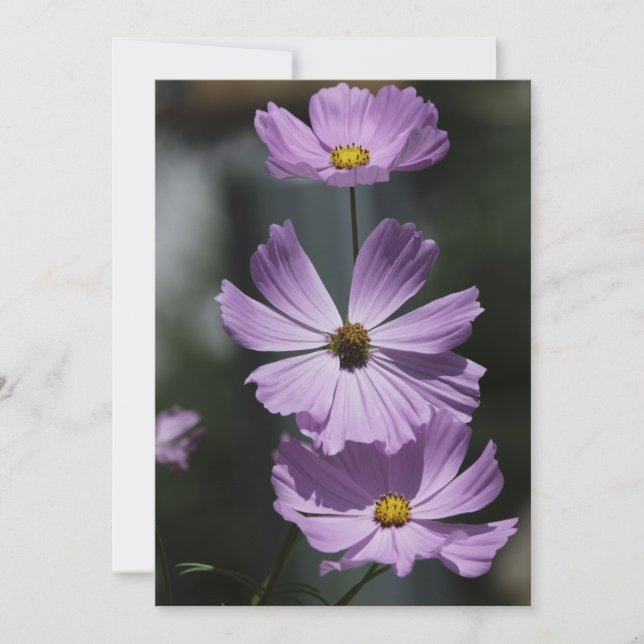 Cartão 3 Cosmos - Placa de Saudação Plana (Frente)