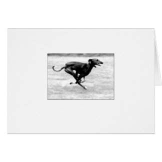 Cartão 3 de Azawakh por David Moore