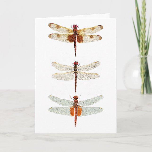 Cartão 3 Dragonfly Species Notecard (Frente)
