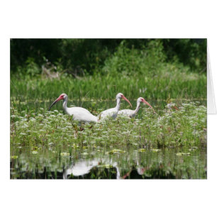 Cartão 3 ibis brancos