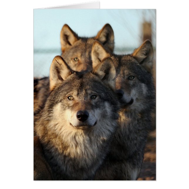 Cartão 3 lobos (Frente)