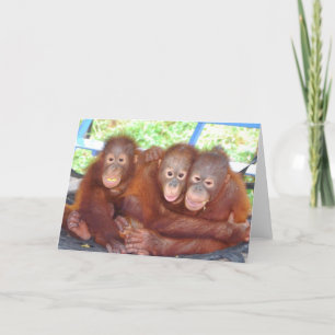 Cartão 3 Não é um povo - Bebês Orangutan