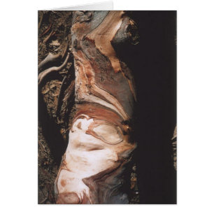 Cartão 40. Padrões do latido, Califórnia