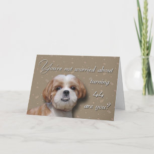 Cartão 44 Birthday Dog