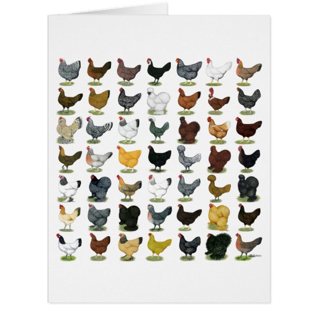 Cartão 49 Galinhas (Frente)