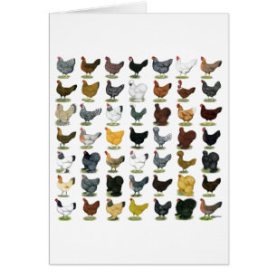 Cartão 49 galinhas da galinha