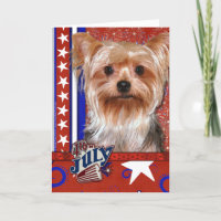 4 de julho Firecracker - Yorkshire Terrier