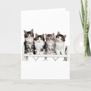 Cartão 4 gatinhos num banco