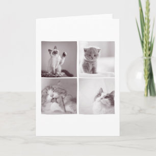 Cartão 4 gatos giros para amantes de gatos