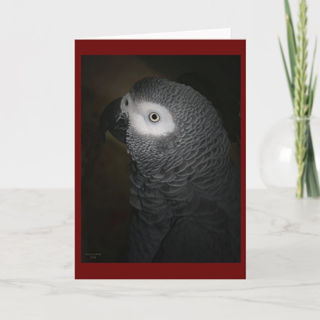 CARTÃO 4-GREY PARROT (Frente)