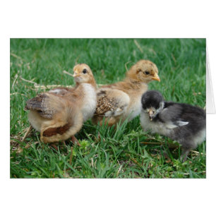 Cartão 4 Pintinhos Bantam