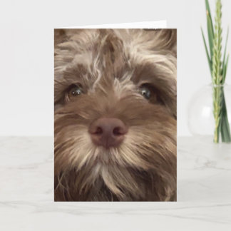 CARTÃO *50º ANIVERSÁRIO HUMOR DE COCKAPOO"