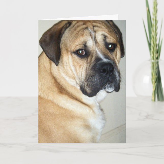 CARTÃO 50º, MAS AINDA O CACHORRO SUPERIOR (Frente)