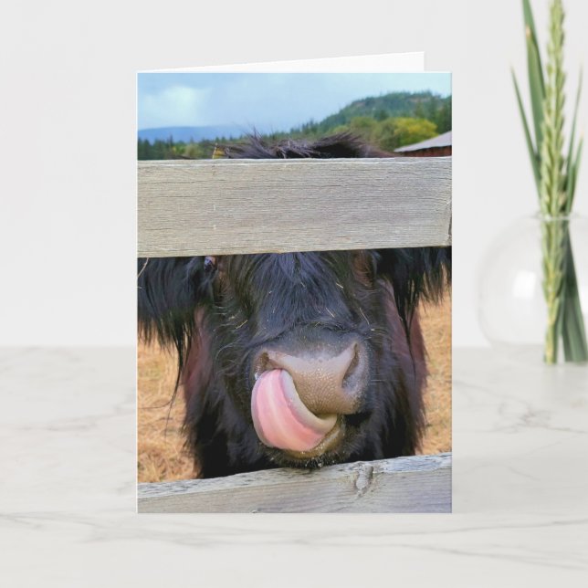 Cartão 5"x7" Folded Card || Scottish Highland Cow (Frente)