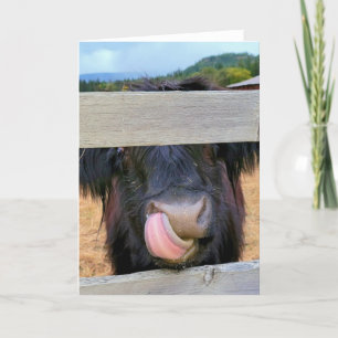 Cartão 5"x7" Folded Card Scottish Highland Cow
