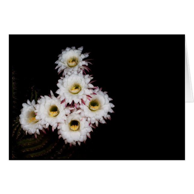 Cartão 6 penetra o cacto mais rico floresce (Frente Horizontal)