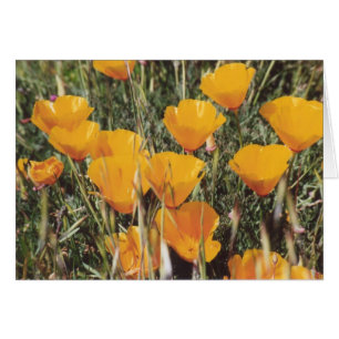 Cartão 89. Poppies da Califórnia