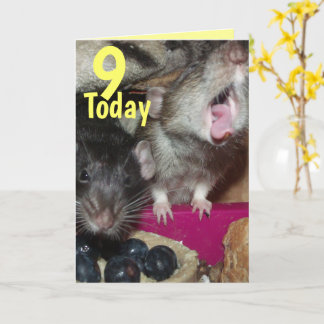 Cartão 9 today baby rats Birthday greetings card