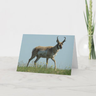 Cartão A10 Pronghorn Antelope Walking Jogou Flores Selvag