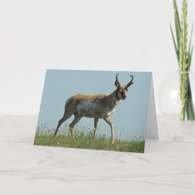 Cartão A10 Pronghorn Antelope Walking Jogou Flores Selvag (Frente)