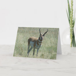 Cartão A13 Pronghorn Antelope Buck