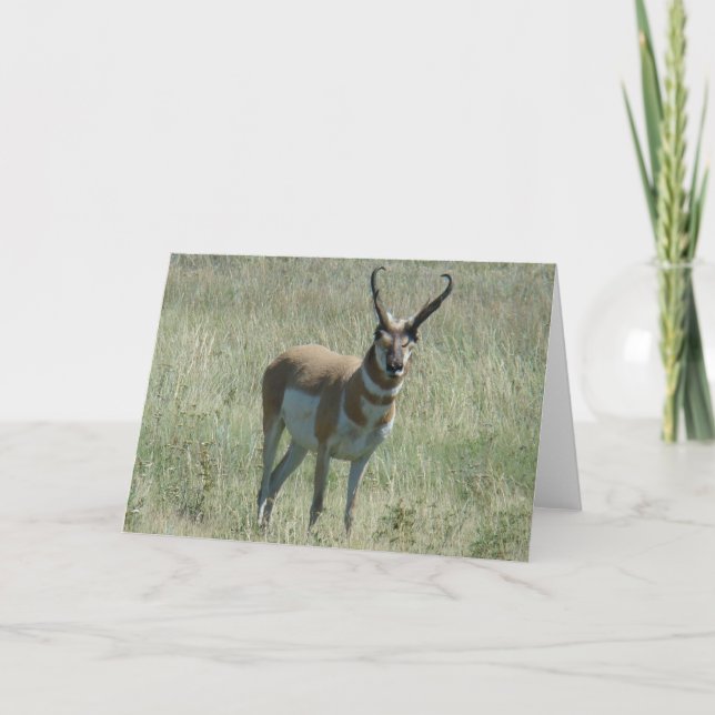 Cartão A13 Pronghorn Antelope Buck (Frente)