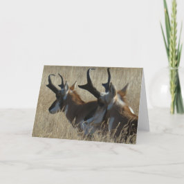 Cartão A23 Pronghorn Antelope Young Bucks Head Shot