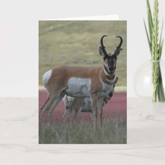 Cartão A24 Pronghorn Antelope Buck (Frente)