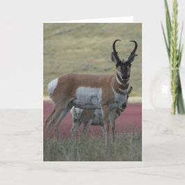 Cartão A24 Pronghorn Antelope Buck