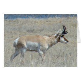 Cartão A25 Antilope Pronghorn Bicho Jovem