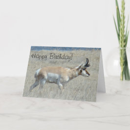 Cartão A25 Antilope Pronghorn Bicho Jovem