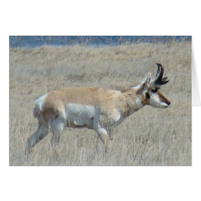 Cartão A25 Pronghorn Antelope Young Buck (Frente Horizontal)