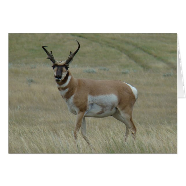 Cartão A33 Antílope de Pronghorn (Frente Horizontal)
