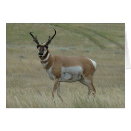 Cartão A33 Antilope Pronghorn Grande Buck Chifres Tortos