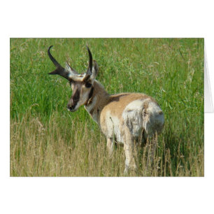 Cartão A35 Bicho-Cabrito-Macho