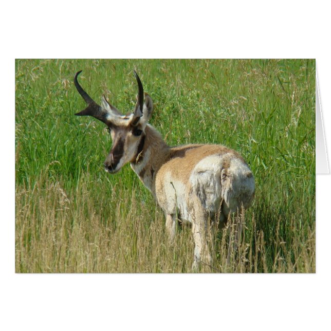 Cartão A35 Pronghorn Antelope Buck (Frente Horizontal)