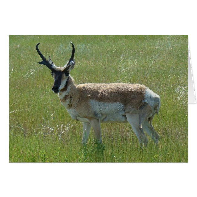 Cartão A36 Pronghorn Antelope Big Buck (Frente Horizontal)