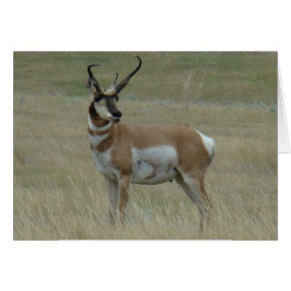 Cartão A37 Antilope Pronghorn Grande Buck Chifres Tortos