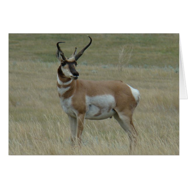 Cartão A37 Pronghorn Antelope Big Buck Corns (Frente Horizontal)