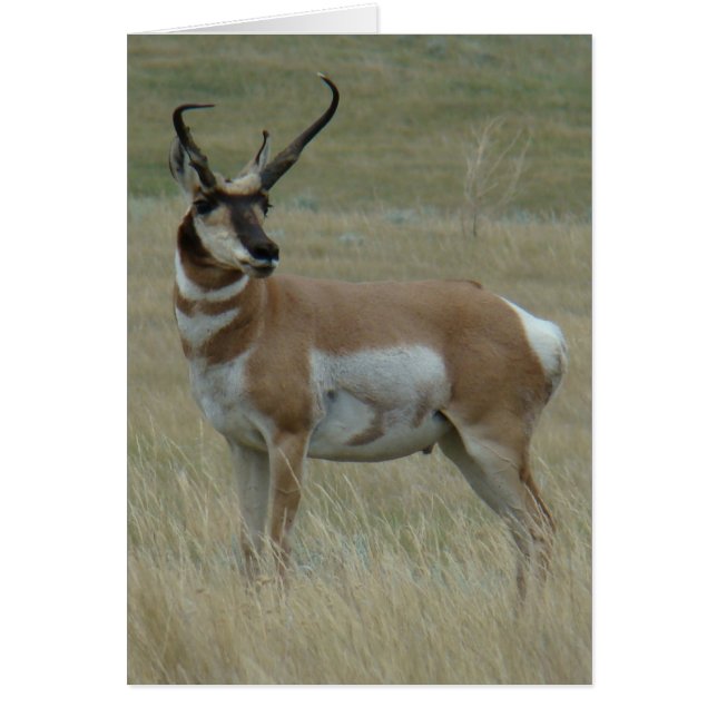 Cartão A37 Pronghorn Antelope Big Buck Corns (Frente)