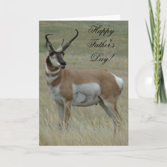 Cartão A37 Pronghorn Antelope Big Buck Crooked Horns (Frente)