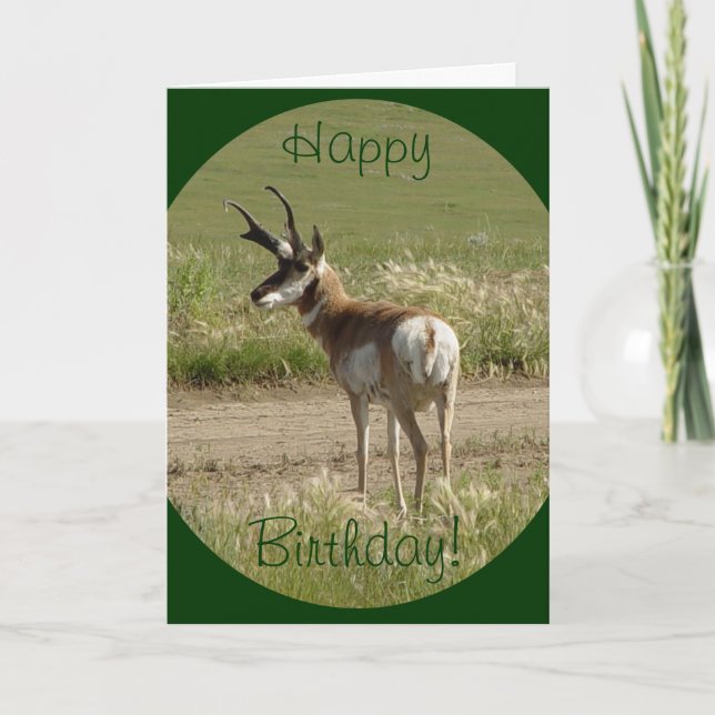 Cartão A39 Antílope Pronghorn Macho (Frente)