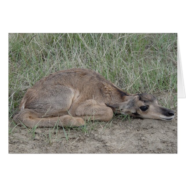 Cartão A6 Bebe Antilope Pronghorn (Frente Horizontal)