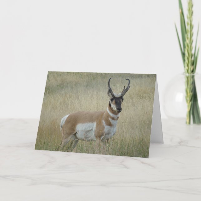 Cartão A8 Pronghorn Antelope Big Buck (Frente)