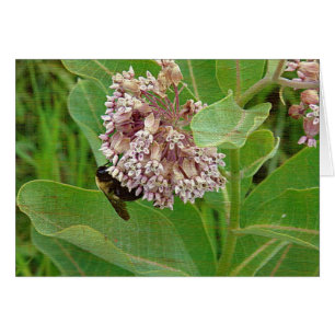 Cartão A abelha do Bumble no Milkweed