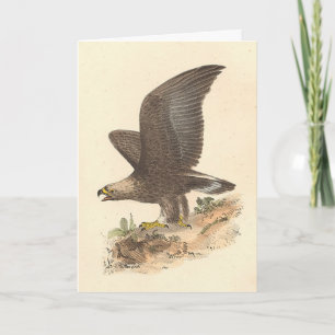 Cartão A Águia Ouro (Aquila chrysaetos) NY Imagem do Páss