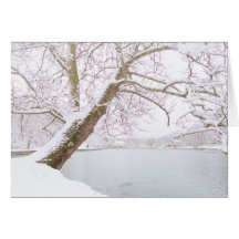 a árvore coberto de neve abraça a lagoa