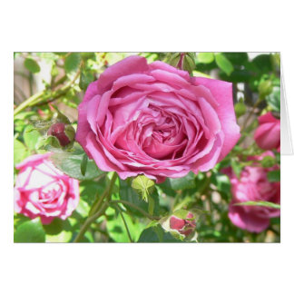 Cartão A avó aumentou