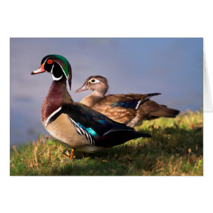 Cartão À beira do lago, Pato-mandarin
